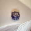 Amethyst Shree Yantra