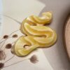 Sunny Yellow Calcite Snake | 300 GM | Collector's Piece