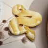 Sunny Yellow Calcite Snake | 300 GM | Collector's Piece