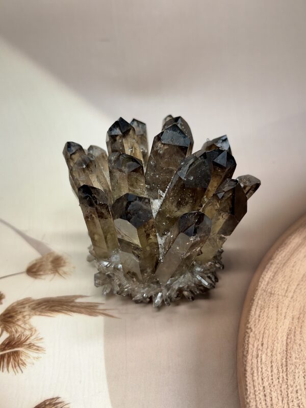Premium Smoky Quartz Family Cluster | 463 GM